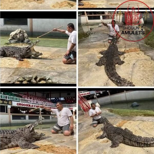 (Wealth Croc X Phaya Chalawan Sep Nang - Image 7