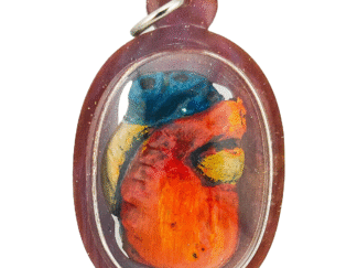 Jai Araya – The Heart That Captivates