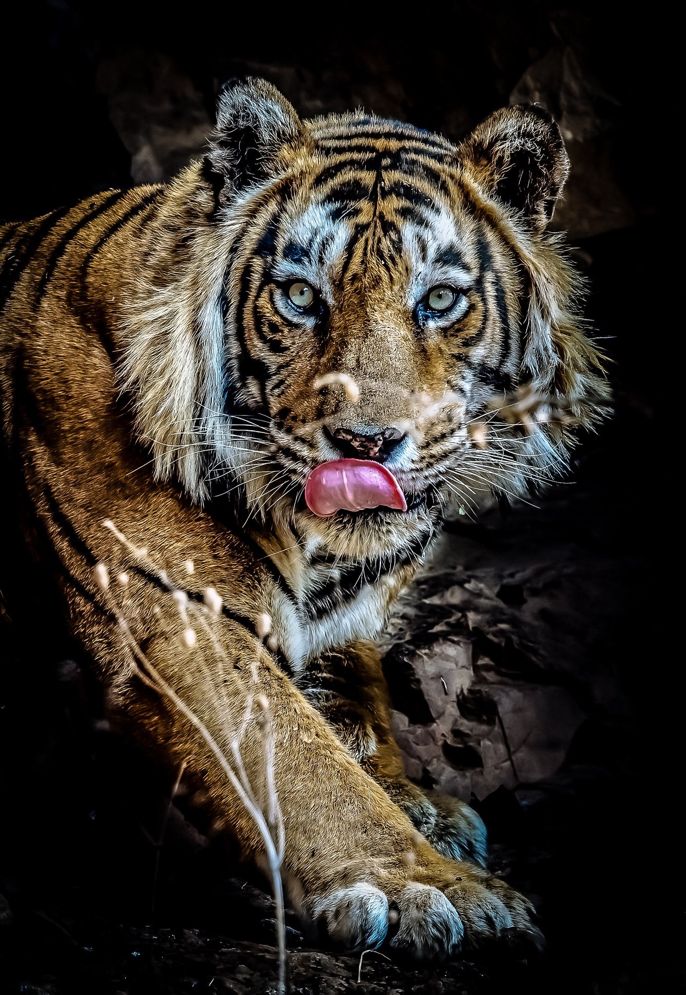 The tiger