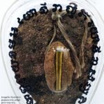 Yoni Relic covered in gold foil Ajarn J