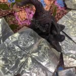 The Ultimate Attraction Takrut — Mae Nang Ying Yuua Yuan Takrut