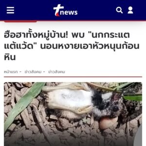 Thai news report showing a Nok Kratae Tae Waed lying on its back with its head resting against a small stone like a pillow